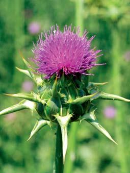 STAR THISTLE A one-foot high annual herb introduced from the Mediterranean Region, star thistle is widespread in California where it produces a white or extra light amber honey with a slight