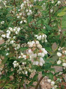 Graysmarsh Farm BLUEBERRY More than 20 species of low blueberry shrubs with bell-shaped white or pinkish flowers are often found in the eastern U.S. and Canada.