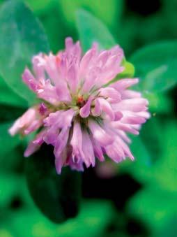 CLOVER One of the country s favorites and found on pantry shelves around the world, clover honey has a sweet, flowery aroma and pleasingly mild taste that hints at the plant s delicate blossom.
