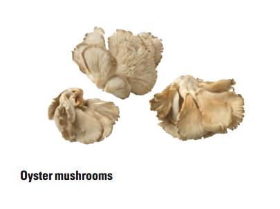 Mushrooms Cultivated Exotic