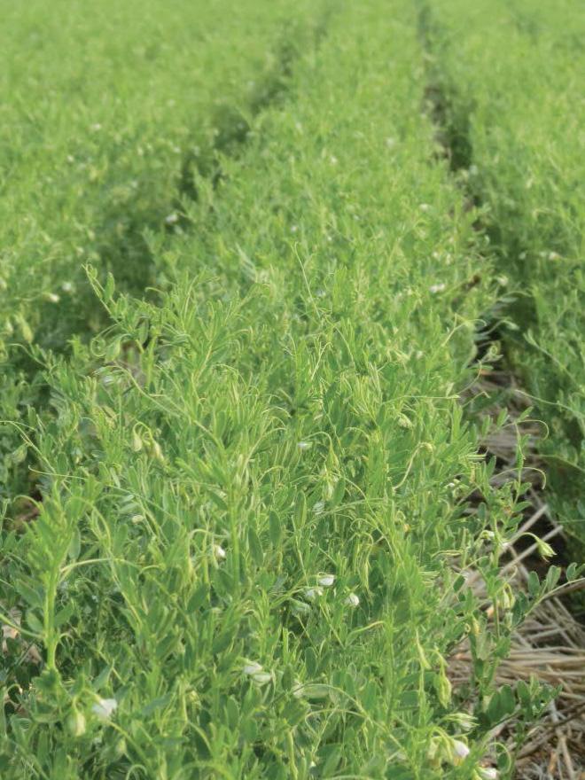 PLANNING FOR HARVEST SUCCESS application timing In lentils spray