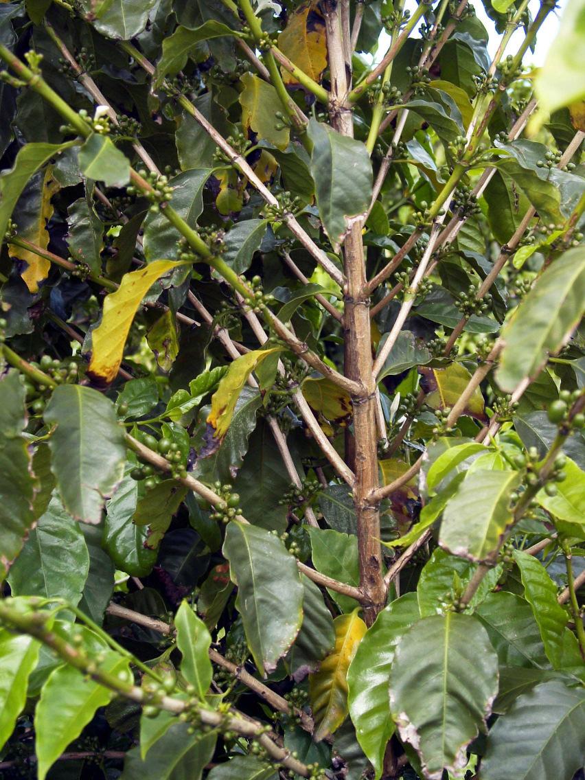 CRB (Bourbon type) with upright habit K7 (Typica type) with horizontal habit branches Fig. 1.