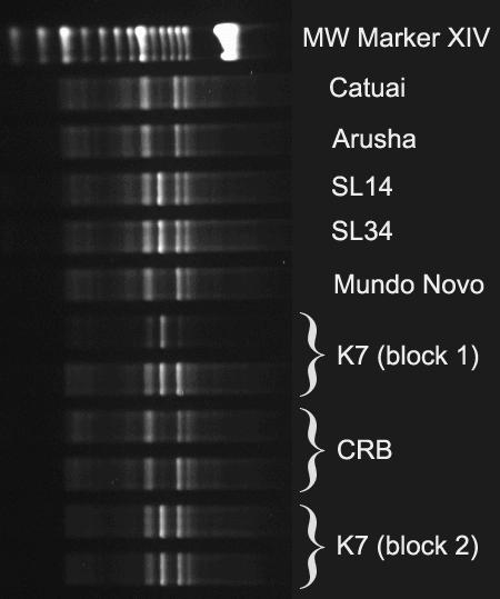 with different restriction enzymes (each enzyme digested four different DNA