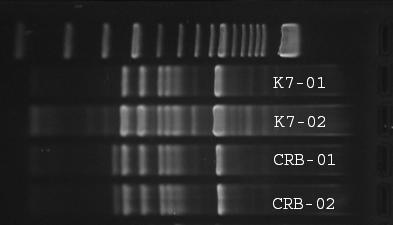 480 bp Fig. 3.3 Polymorphism revealed by ISSR (R02) markers distinguishes between K7 and CRB at the fragment length of 480 bp. Table 3.