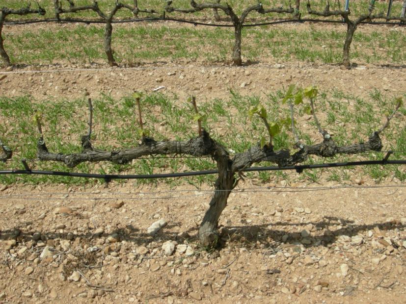advance - Late pruning: to