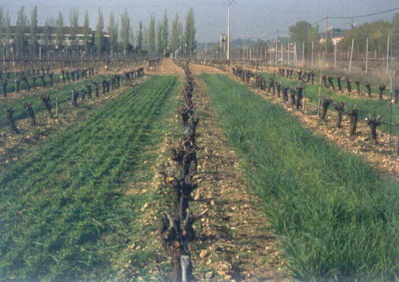 kg/vine kg/vine º Brix 1,5 1,0 0,5 Soil Maintenance: adapting cover crops Madera de poda Rendimiento 2007 Pruning weight Grape Yield Soluble solids 26 6 22 4 18 2 14 0,0 LAB CEB LEG ENY 0 LAB CEB LEG