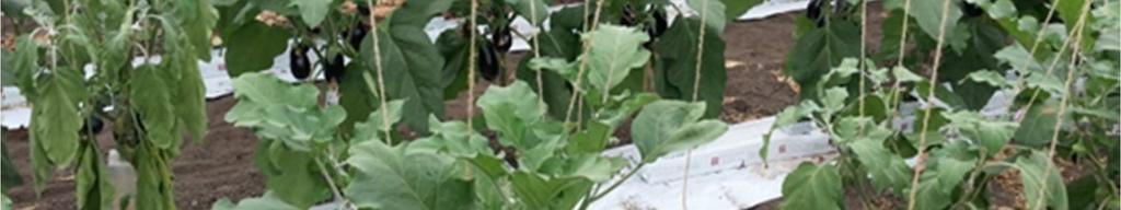 1) greenhouse; plants of Solanum melongena for fruit