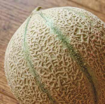 Melon Shape Skin Color Flesh Color Resistance Capacity HR IR Oriental Oval Yellow/ Silver line White - Px1 Px2 Px5 Yellow with silver line sutures. The crispy flesh makes very good touch when chewing.