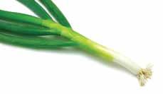 Bunching Onion Length of White Stalk (cm) Maturity Bolting Hybrid Bunching Onion 40~50 Very early ~Late ~Late High yield and good uniformity, deep color of