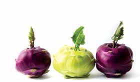 Good heat tolerance, strong against disease Eggplant Fruit Size Vigor Oval Large Strong Excellent fruit quality and production for winter greenhouse.