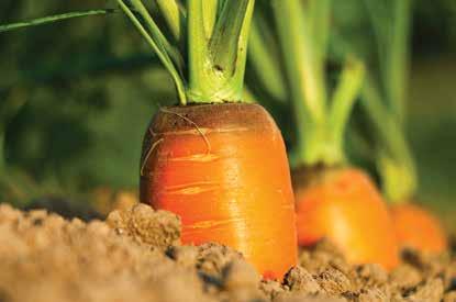 Carrot Length (cm) Relative Maturity Kuroda hybrid 17~23 100~120 Suibable for summer sowing and winter harvesting. Strong storage on the ground.