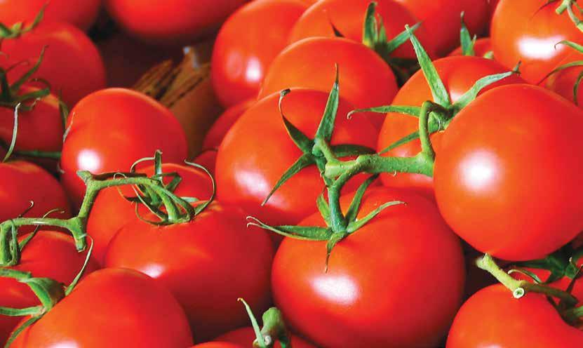 Tomato Fruit Weight (g) Shape Resistance Capacity HR IR Big beef 260~280 Flat round ToMV:0-2/ToTV/ Ff:A-E/Fol:0,1/ For/Va:0/Vd:0/ J3/N TSWV/TYLCV/ Ma/Mi/Mj Good fruit color, firmness, green calyx and