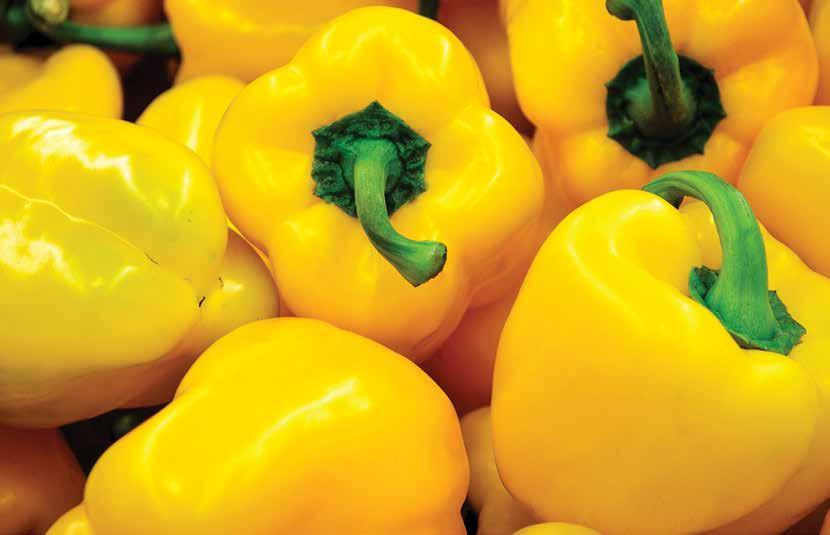 GROW YOUR FOUNDATION Sweet Pepper Color Vigor Diamter (mm) Resistance Capacity HR IR Blocky Green / Red Strong~ Very strong 75~95 Tm:0-3 TSWV Large, strong vigor Blocky Yellow Strong ~ Very strong