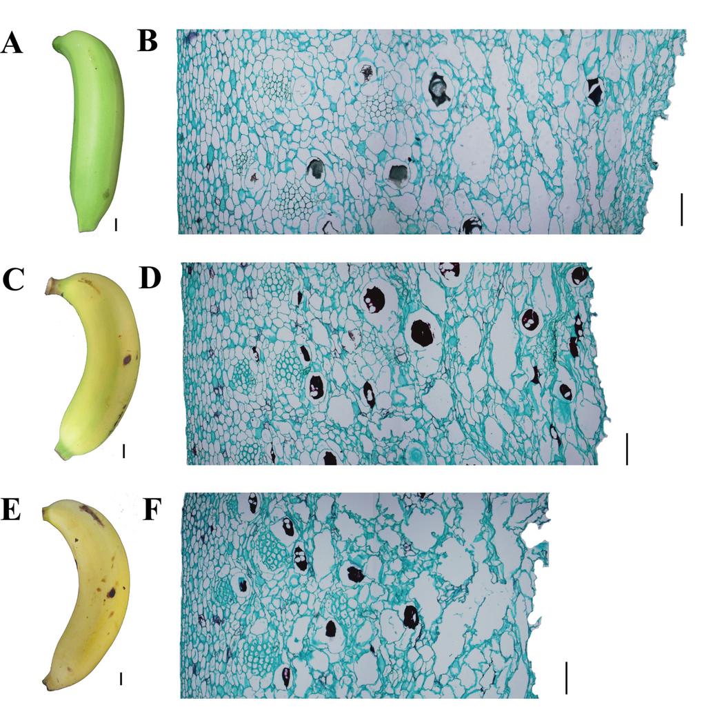 AMNUAYSIN ET AL. ANATOMICAL CHANGES IN PEEL STRUCTURE OF BANANA 133 FIGURE 4. The ripening of Hom Thong banana fruit and peel structure in transverse section.