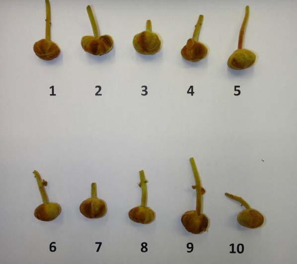 2 METHODS 2.1 Samples Kiwifruit flower buds with browning were collected from five orchards at two sampling times (approximately ten days pre-blossom and immediately prior to flowering).