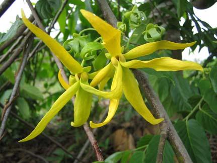 YLANG-YLANG OIL PRODUCTION IN MADAGASCAR AND THE COMOROS Olivier de Bontin Quimdis Aromatique 71 Rue Anatole France, Levallois-Perret, 92532, France [ obontin@quimdis.