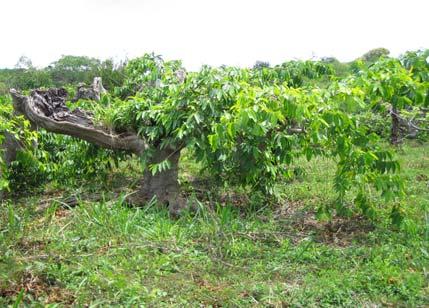 Plantation 3 year old tree 30 year old tree It should be noted that in the Comoros Islands the large