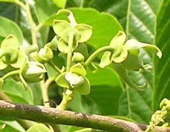The ylang-ylang tree flowers throughout the year with: low flowering periods in