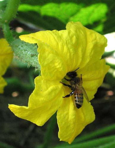 Honey bee on a female cucumber blossom Now a bumble bee has been shown by studies, to transfer about three times as much pollen per flower visit as a honey bee.