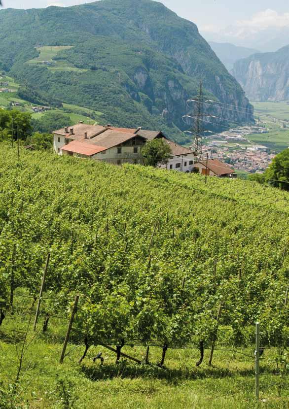 Pichlhof PINOT NERO Pichlhof is an ancient and typical South Tyrolean barnhouse located on a hill dominating the Adige valley near Salorno.