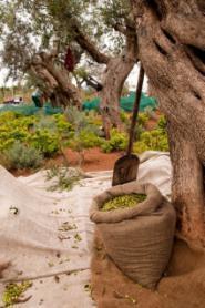 seasonal activities OLIVE HARVESTING Experience first-hand one of Messinia s most enduring agricultural and culinary traditions, as you participate in each step of the olive s