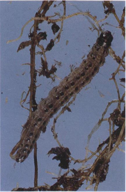7.22b Celery stalkworm; larva;