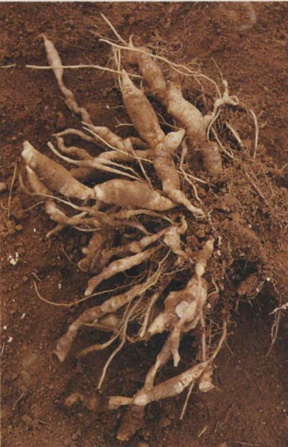 8.8b Clubroot; severely