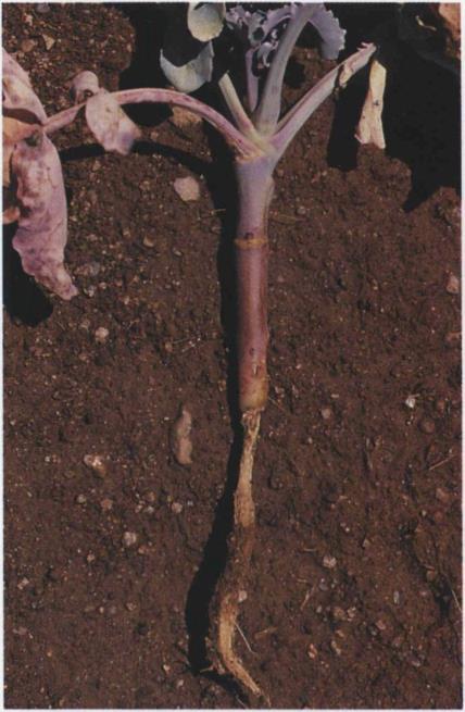 13b Rhizoctonia wirestem; soil line