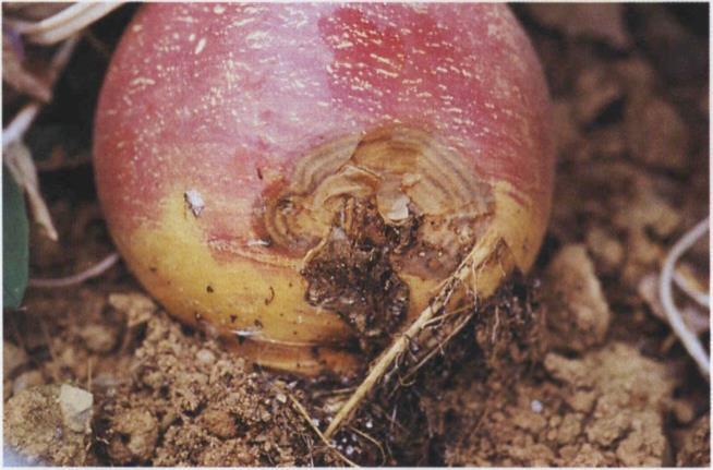 13d Rhizoctonia root rot; dark lesion with