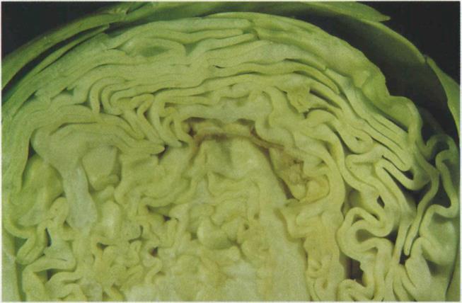 cabbage desiccate to a thin, papery