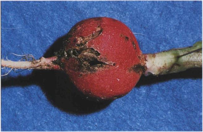 8.41a Cabbage maggot; larval