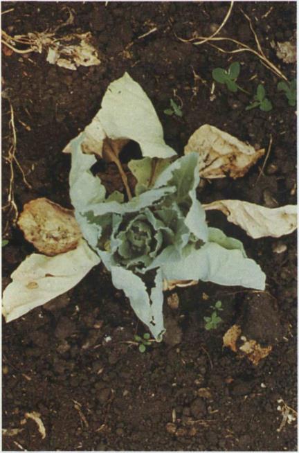 8.41b Cabbage maggot;