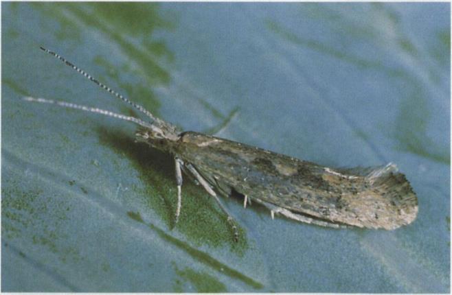 8.42f Diamondback moth; adult moth;