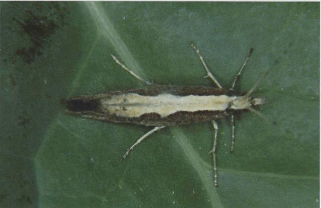 42g Diamondback moth; adult moth;