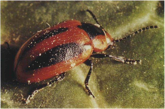 8.47a Red turnip beetle;