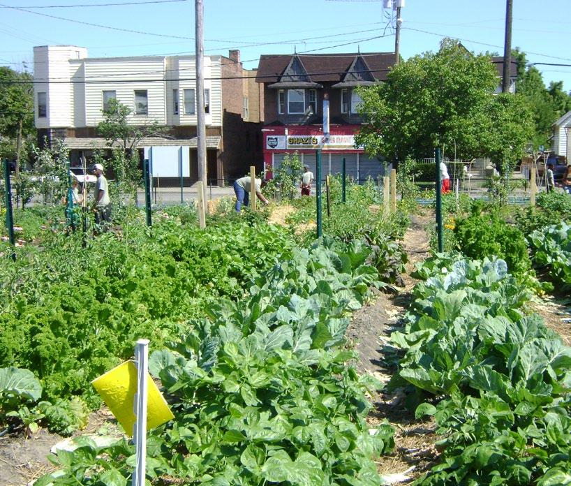 insider community CREATE AND SUPPort BEAUTIFUL NEIGHBorhoods Come and get your hands dirty down on an urban farm.
