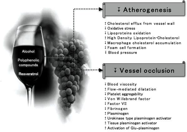 62 SEMINARS IN THROMBOSIS AND HEMOSTASIS/VOLUME 36, NUMBER 1 2010 Figure 1 Favorable effects of wine components for counteracting the atherosclerotic process.