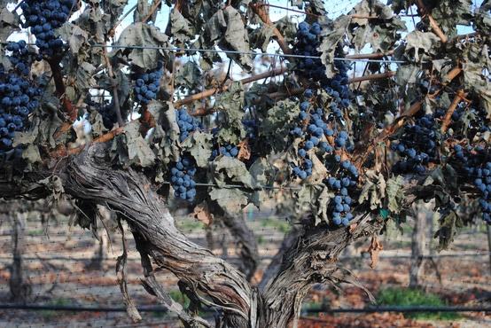 .. true nature of grape Main concern for wines is drought and