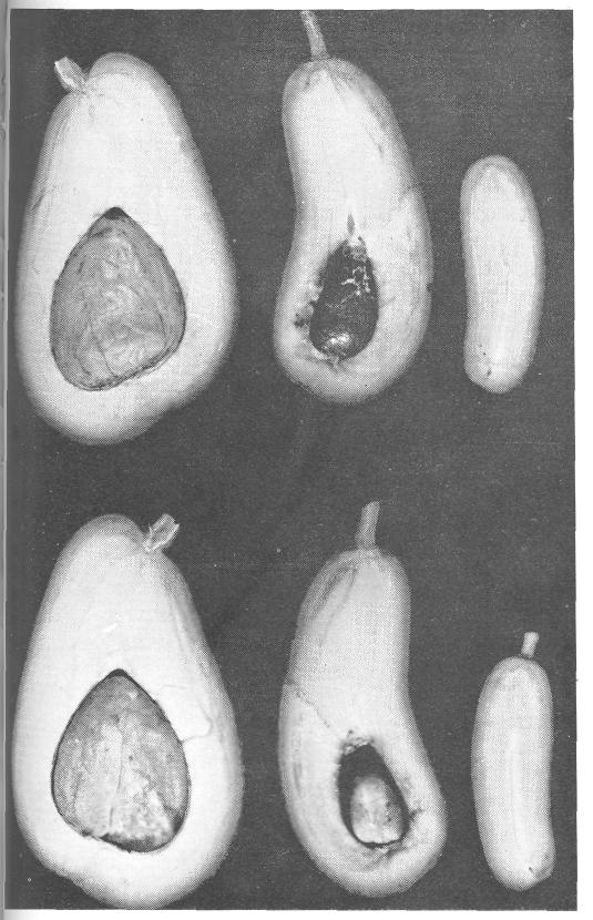 Fig. 2. Three types of avocado fruit. Seeded (left), intermediate (middle) and seedless (right); lower row: with embryo; upper row: with embryo removed.