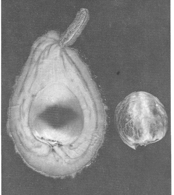 the embryo. During fruit development, the embryo grows toward the distal end of the seed cavity pushing the endosperm toward the proximal end of the seed cavity.
