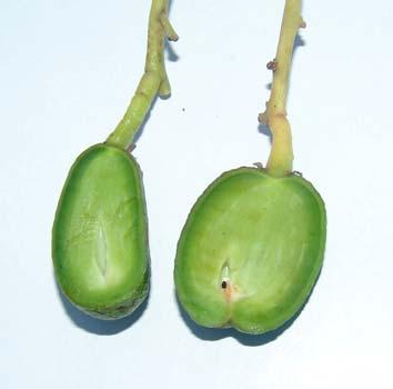 In other cases flowers may have two ovaries and give rise to either a fruit with a two fully developed seeds or one normal seed with the other ovary expressed as a cuke (Fig. 2B-C).