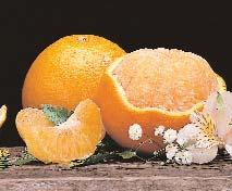 TEMPLE ORANGES ATrayArrives In February Regarded as the best Orange for eating, this sweet, easy-peeling