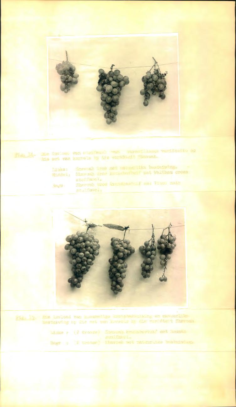 Fig. 14. Die invloed van stuifmeel van verskillende varieteite op die set van korrels by die varieteit Shavoah.