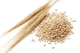 Barley (Group H) Dry Unit, Portion: 21.2 Servings: 4.