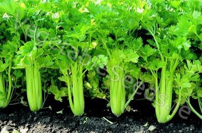 Biennials Grown as Annual Leafy Crops Celery (Apium graveolens;