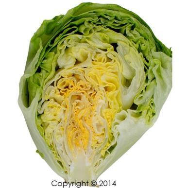Lettuce heads are formed by