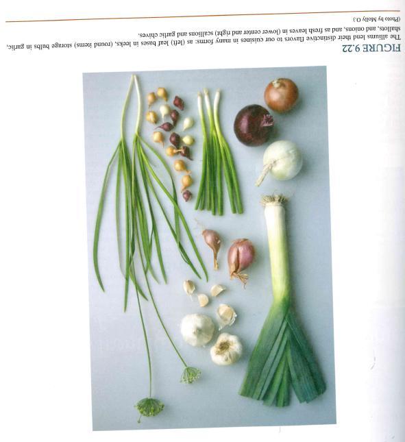 Onions and shallots (Allium cepa), and garlic (A.