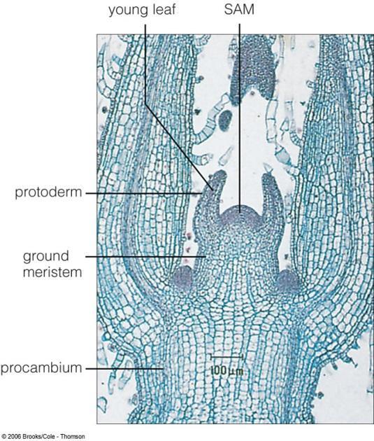 All plants have growth points for shoot and root tips called apical meristems.