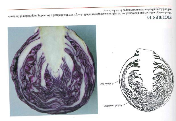 The common cabbage includes red and green cabbages with a tight head and smooth leaves.