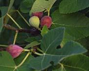 HOME FRUIT PRODUCTION - FIGS Calvin G. Lyons and George Ray McEachern Extension Horticulturists Figs have been a part of Texas homesteads since the early development of the state.